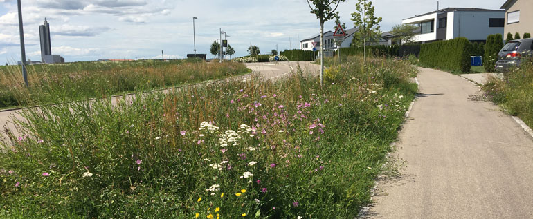 Eine üppig mit Wildblumen bepflanzte Verkehrsinsel